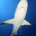 shark_reef_caribbean_bc2_jar_v_0395_cub3523.jpg